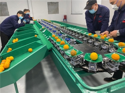 双线选果机 凯祥工厂引领苹果、梨、番石榴、桃子、牛油果高效分选新篇章